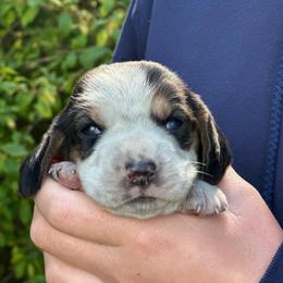 Female 1 - Black brown and white female Basset Hound puppy in Lindley, New York from Hill Top Basset Hounds & Cane Corso