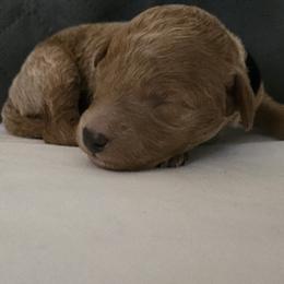 Fin - Red  male Poodle puppy in Lucedale, Mississippi from Simply Poodle