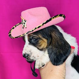 Pink - Black white and brown female Basset Hound puppy in Justin, Texas from S&G's Bassets