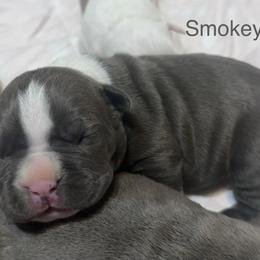 Smokey - Blue male American Staffordshire Terrier puppy in Marietta, Georgia from Ambition Amstaffs