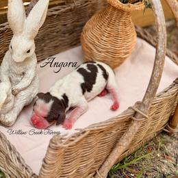 Angora - Liver white and tan female English Springer Spaniel puppy in Uvalda, Georgia from Willow Creek Farms