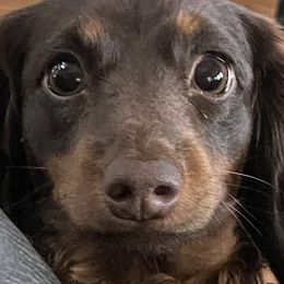 Maddie girl - Dachshund