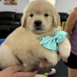 Girl 2 - Golden female Golden Retriever puppy in Edgerton, Wisconsin from ERSA Acres Golden Retrievers...limited registration only offered