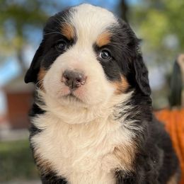Girl 2 - Bernese Mountain Dog puppy from Milan Berners