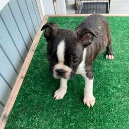 BOY 2 - Black brindle and white male Boston Terrier puppy in Anderson, South Carolina from Lola’s House of Bostons & Rescue