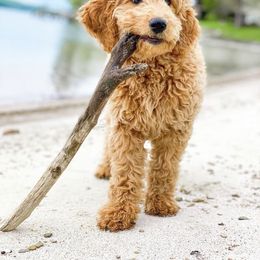 Goldendoodle Puppies from Hobble Creek Farms