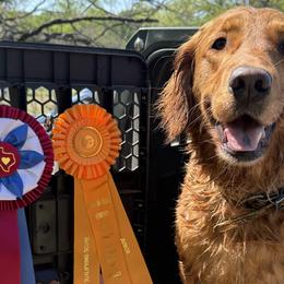 Golden Retrievers and Labrador Retrievers from Fourhead Kennels
