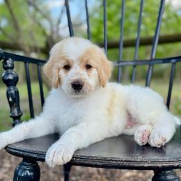 Rocky Road - Parti male Pyredoodle puppy in Bowling Green, Ohio from FDF Pyredoodles & Bernedoodles
