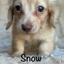 Snow - Cream Dachshund puppy in Bluff City, Tennessee from Sidanelv Dachshunds