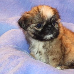 Shih Tzus from Serendipity Shih tzu