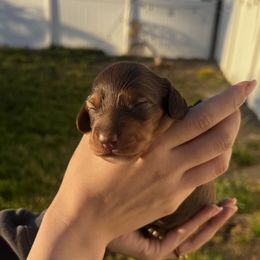 Dachshund Puppies from M & M Doxies
