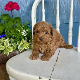 Hazel - Red female Cavapoo puppy in Manheim, Pennsylvania from Paige Haldeman's Cavapoos and Shichons