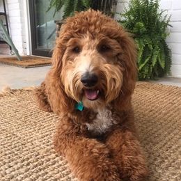 Goldendoodles from Happy Camper Doodles