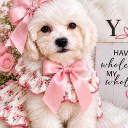 Coral - White female Maltipoo puppy in Huntington Beach/ Apple Valley, California from Boujeepups