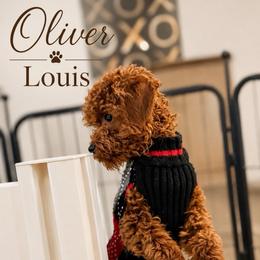 Ollie - Red  male Poodle puppy in Tolono, Illinois from The Golden Rule Doodles and Poos