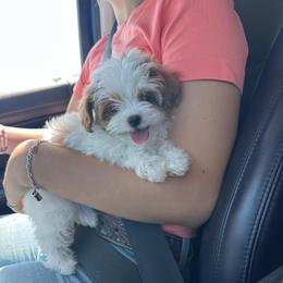 Cici (Short for Cinderella) - White female Cavapoo puppy in Cuero, Texas from Firestorm Kennel