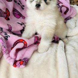 Babe - Silver and white female Pomsky puppy in Yavapai County, Arizona from Pawsh Pomskies