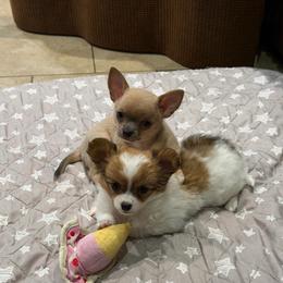 Dusty - Blue fawn male Chihuahua puppy in East Syracuse, New York from Blissful’s Chihuahuas
