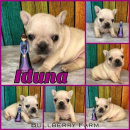 Bulldog Puppies from Bullberry Farm