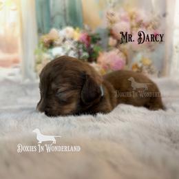 Mr Darcy - Cream male Dachshund puppy in Rainier, Oregon from Doxies in Wonderland