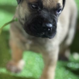 Boy 3 - Fawn male Bullmastiff puppy in Otisfield, Maine from Boulder Ridge Kennels
