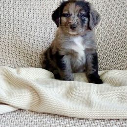 Aussiedoodle, Golden Aussiedoodle, and Goldendoodle Puppies from Miami Mini Doodles