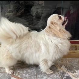 China - Pekingese