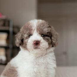 Pecan - Chocolate merle male Bernedoodle puppy in Maricopa, Arizona from Desert Ridge Doodles