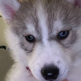 Siberian Huskies from My Huskee House Kennel