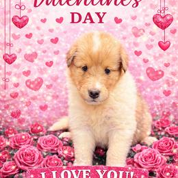 Lisa - Sable merle and white female Collie puppy in Carencro, Louisiana from Cajun Bayou's Collies LLC