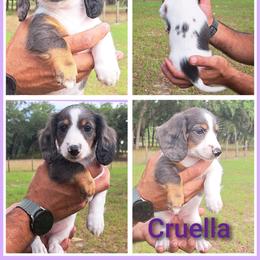 3000..Cruella black and tan dapple pie - Piebald female Dachshund puppy in Winter Haven, Florida from Gateway 2 Little Paws