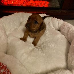 Dachshund Puppies from Bosley's Dachshunds