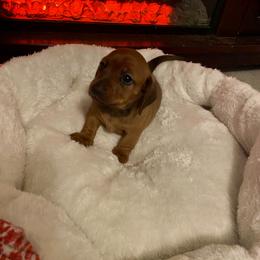 Dachshund Puppies from Bosley's Dachshunds