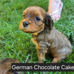 German Chocolate Cake - Brown male Cavapoo puppy in Lewisburg, Pennsylvania from Jessie's Puppies
