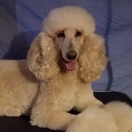 Moira - Poodle