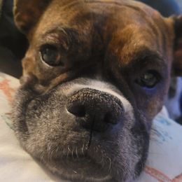 Gigi - Boxer