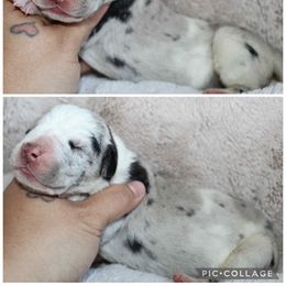 Delaney - Mantle merle female Great Dane puppy in Spokane, Washington from Phoenix Family Danes