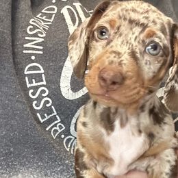 Dachshunds from The Doxie Box