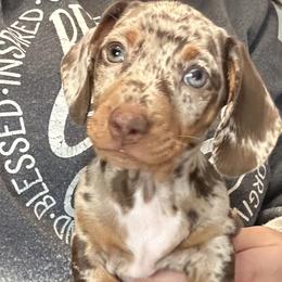 Dachshunds from The Doxie Box