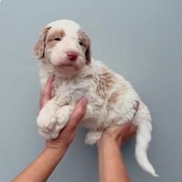 Gideon - Apricot male Aussiedoodle puppy in Orland, California from Shockley’s Elite Doodles