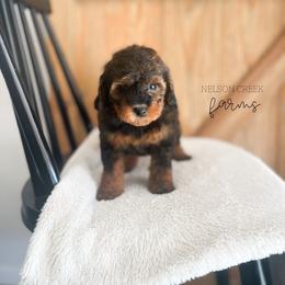 Onyx - Black & tan male Maltipoo puppy in Huntsville, Texas from Nelson Creek Farms