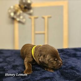 Honey Lemon - Chocolate female Labrador Retriever puppy in Macomb, Missouri from Hicks Family Homestead