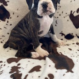 Boston Terrier and Boxer Puppies from Shotgun Pups