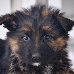 German Shepherds from VanBlargan German Shepherds