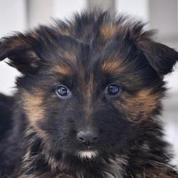 German Shepherds from VanBlargan German Shepherds