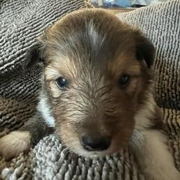 Star - Sable and white female Shetland Sheepdog puppy in Kerville, Texas from Cedar Hill Kennels