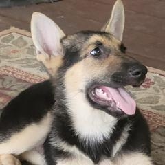 German Shepherds from NW Florida Shepherds