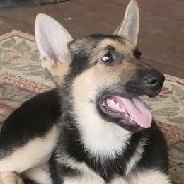 German Shepherds from NW Florida Shepherds