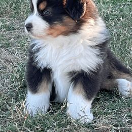 Australian Shepherd Puppies from South Ridge Aussies