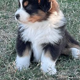 Australian Shepherd Puppies from South Ridge Aussies
